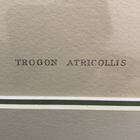 Framed Trogon Bird Art Print - Picture 5 of 16